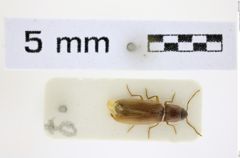 Foto (Dorsalansicht) von Glyphonyx accedens (NHMW-ZOO-COL-0008486)